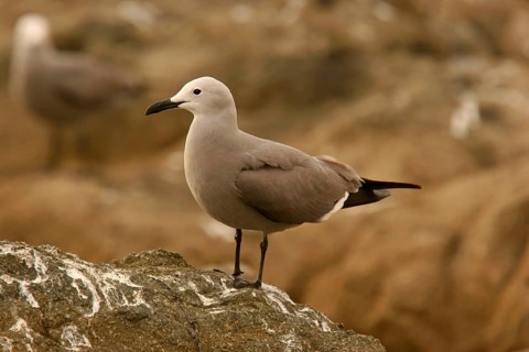 Grey gull