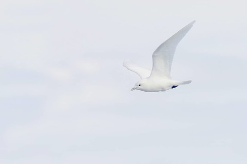Ivory Gull