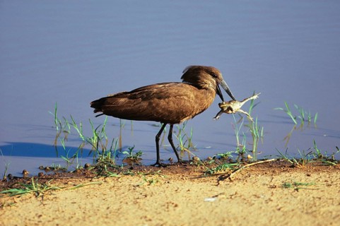 Hamerkop