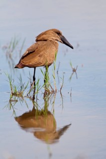 Hamerkop