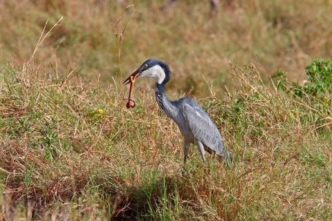 Adult black-headed heron