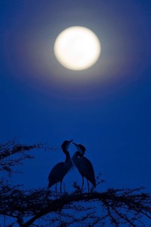 Adult pair of Black-crowned Night-Herons