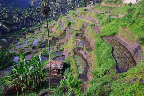 Rice terraces