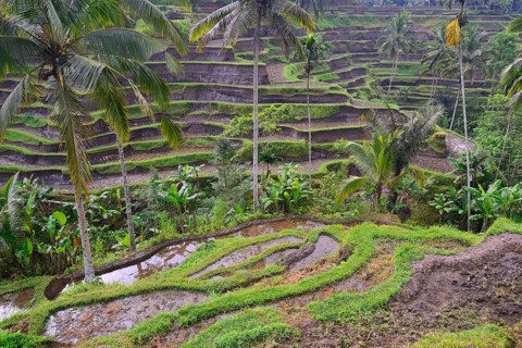 Rice terraces