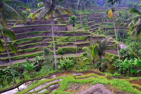 Rice terraces