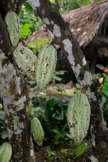 Cocoa tree