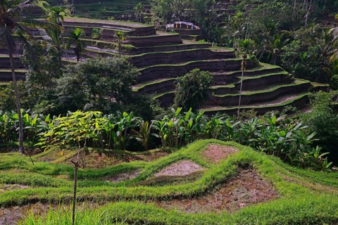 Rice terraces near Tegallalang