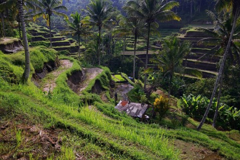 Rice terraces near Tegallalang