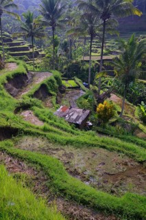 Rice terraces near Tegallalang