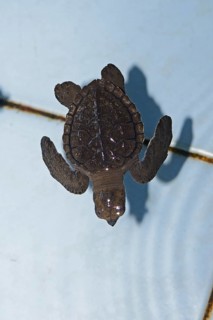 Approx. 1-month-old olive ridley sea turtle