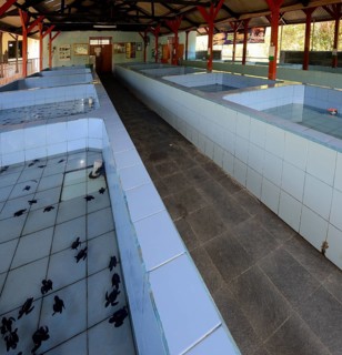 Caging tank for hatched turtles