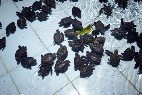 Approx. 1-month-old olive ridley sea turtles