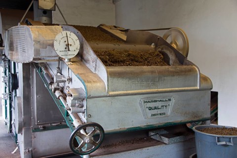 Tea Factory