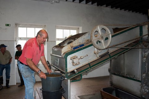 Tea Factory