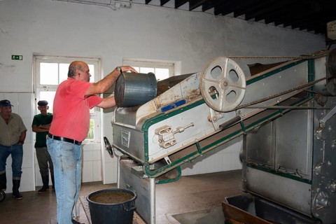 Tea Factory