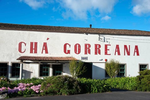 Tea Factory
