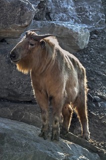 Goldtakin