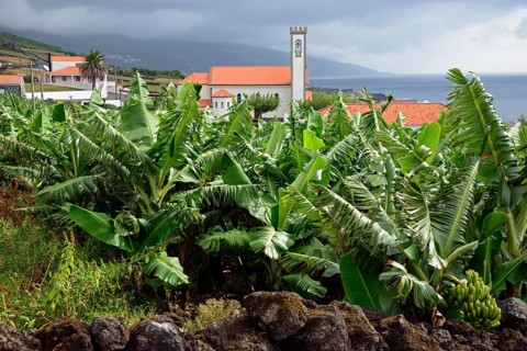 Banana tree