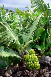 Banana tree