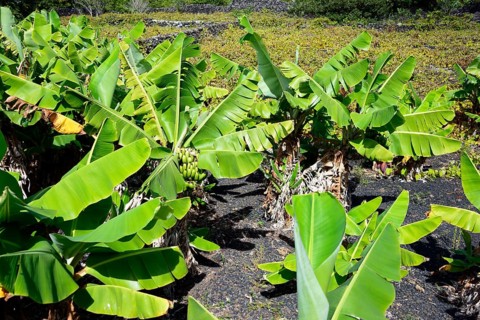 Banana tree