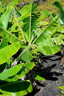 Banana tree