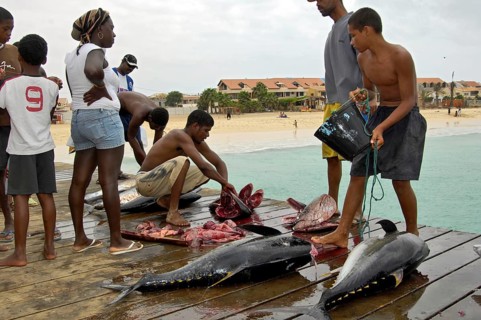 Fishermen dissect yellowfin tuna