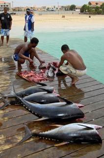 Fishermen dissect yellowfin tuna