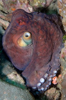 Octopus