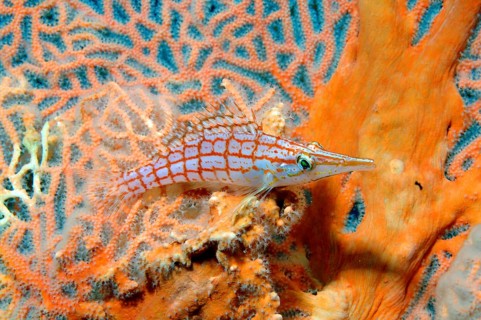 Longnose Hawkfish