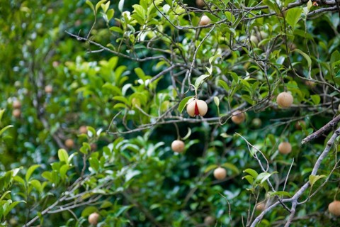 Tree of nutmeg