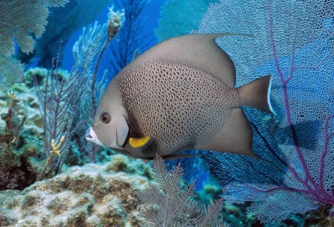 Gray Angelfish