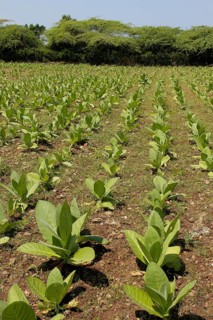 Tobacco plant