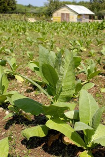 Tobacco plant