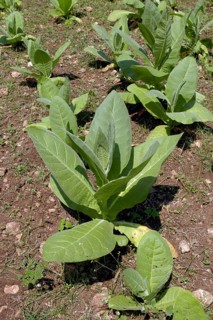 Tobacco plant