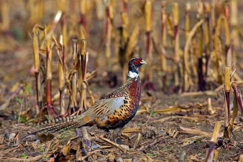 Common pheasant