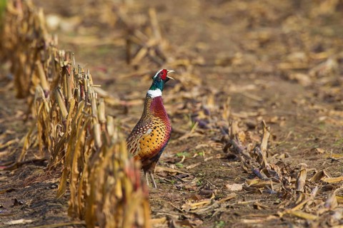 Common pheasant