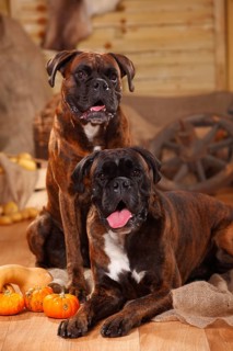 German Boxer