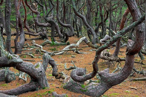 Windswept Scots pine