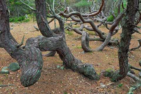 Windswept Scots pine