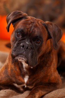 German boxer