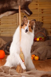 American Collie