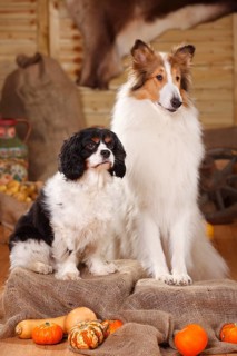 Cavalier King Charles Spaniel