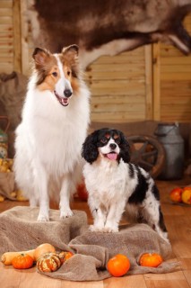 Cavalier King Charles Spaniel