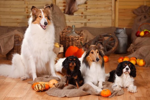 Cavalier King Charles Spaniel