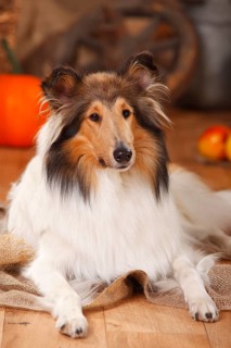 American Collie