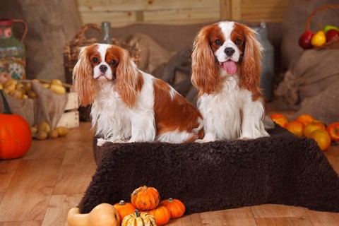 Cavalier King Charles Spaniel