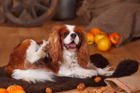 Cavalier King Charles Spaniel