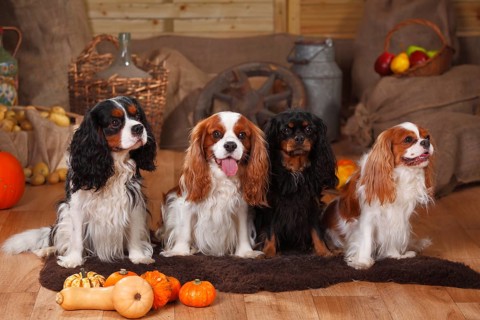 Cavalier King Charles Spaniel