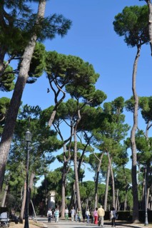 Pines
