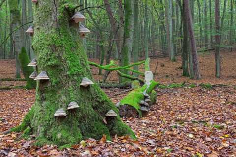 Red banded polypore